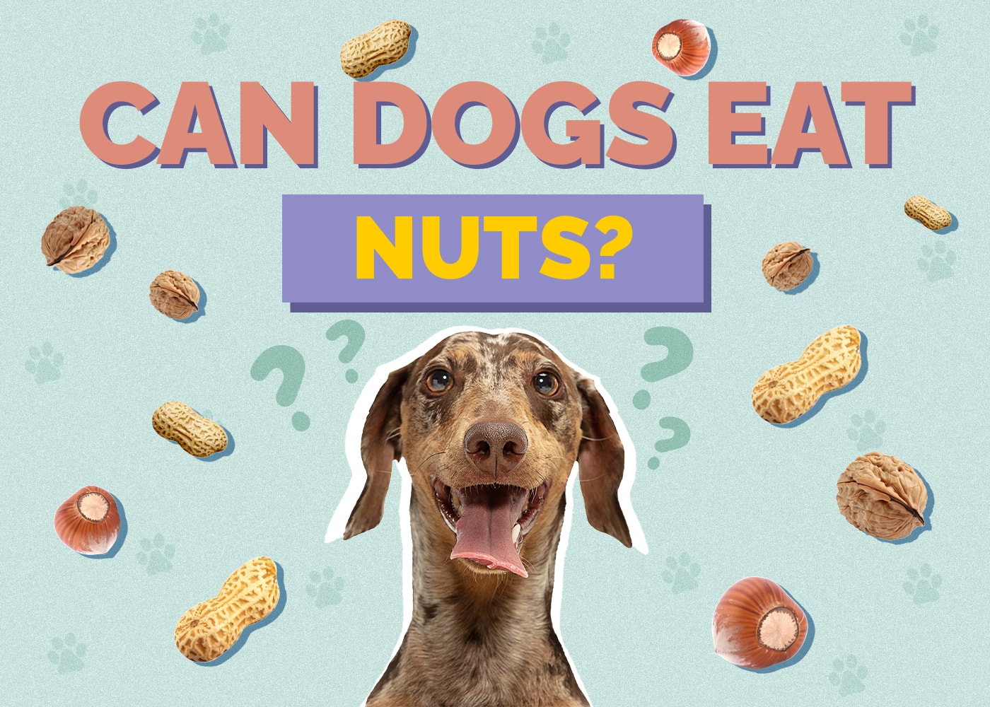 Can Dogs Eat Nuts? Facts, Types & Safety Guide