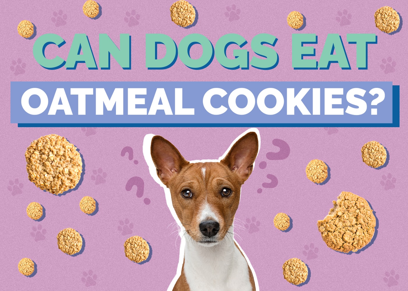 Can Dogs Eat Oatmeal Cookies? Vet-Approved Health Facts & FAQ