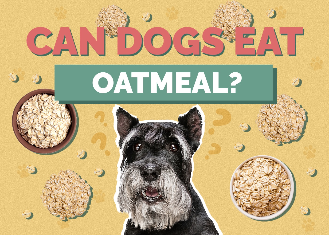 Can Dogs Eat Oatmeal? Is It Safe For Dogs?