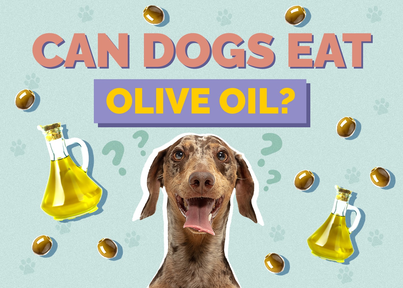 Can Dogs Have Olive Oil? Vet-Reviewed Nutrition Facts & Safety Guide