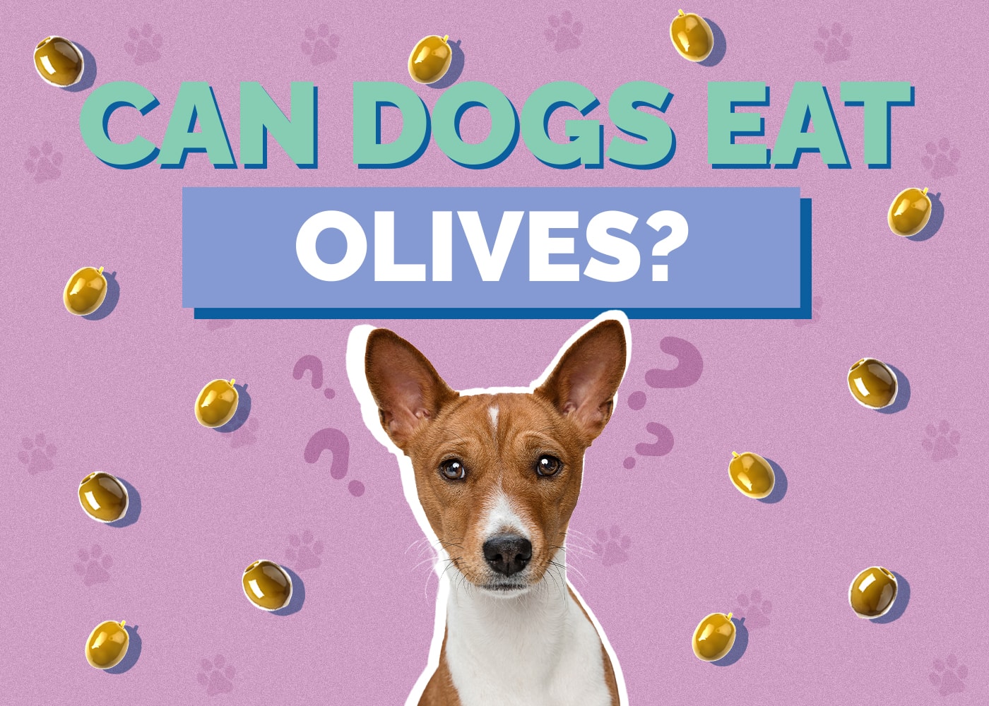 Can Dogs Eat Olives? Are Olives Safe for Dogs?