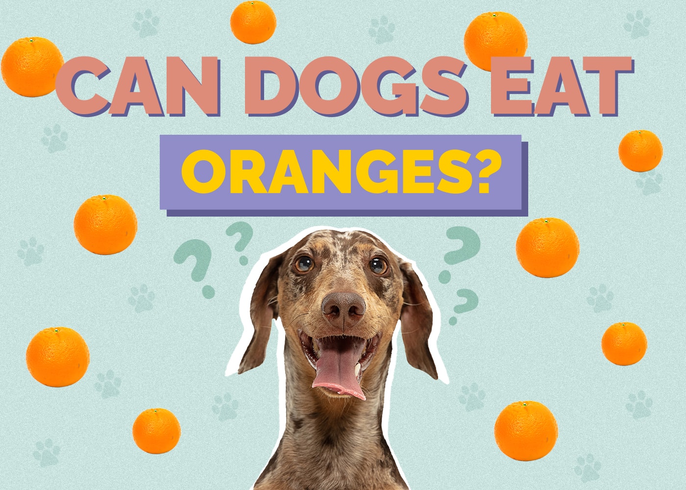 Can Dogs Eat Oranges? Nutrition Facts & FAQ