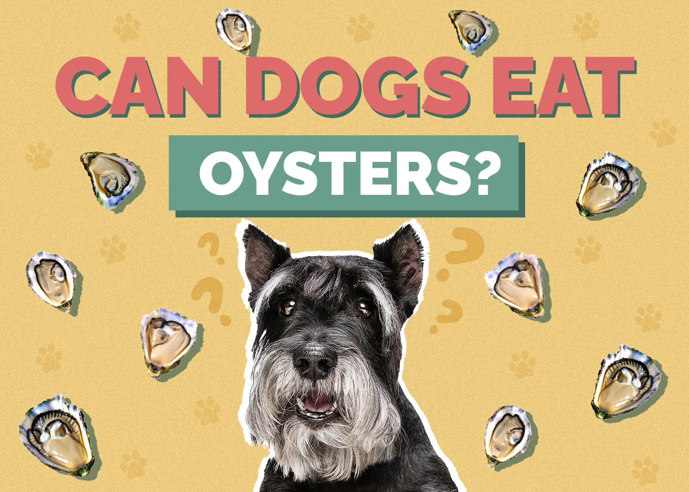 Can Dogs Eat Oysters? Vet Approved Food Safety Facts & FAQ