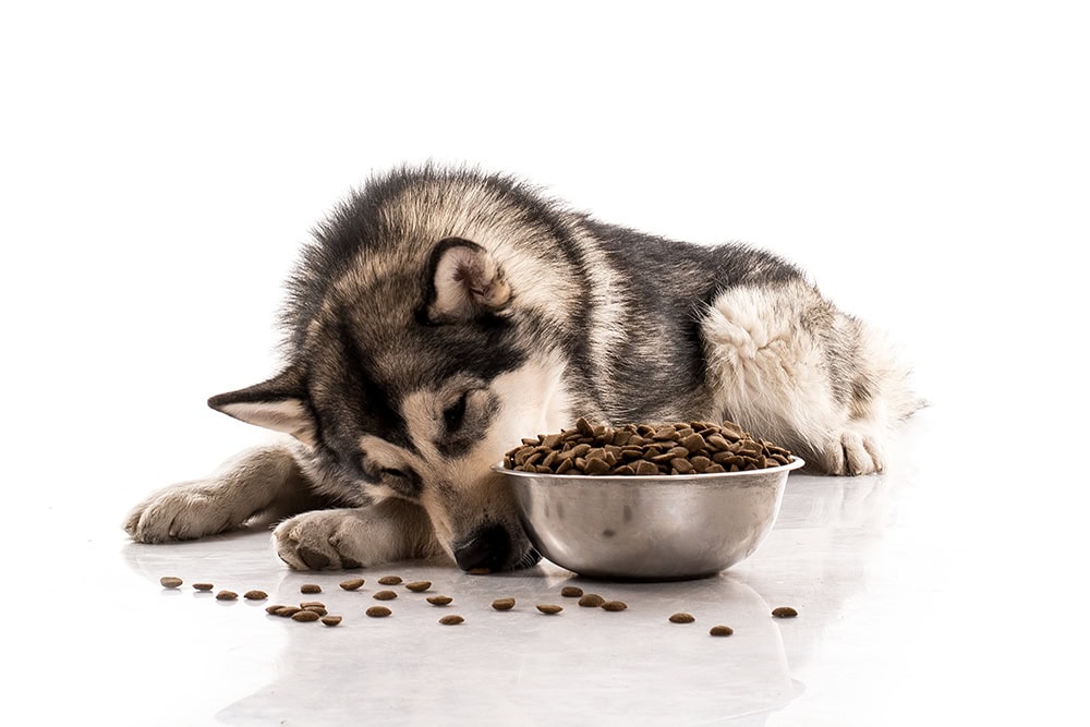 9 Best Dog Foods for Huskies in 2026 - Reviews & Top Picks