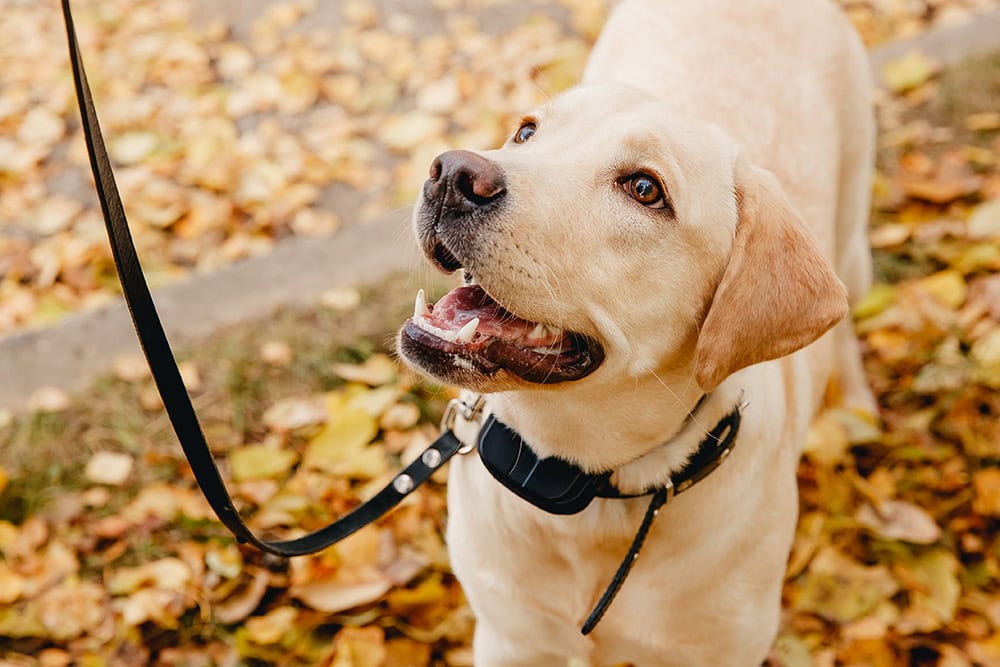 8 Best Dog Shock Collars With Remotes – 2026 Reviews & Top Picks