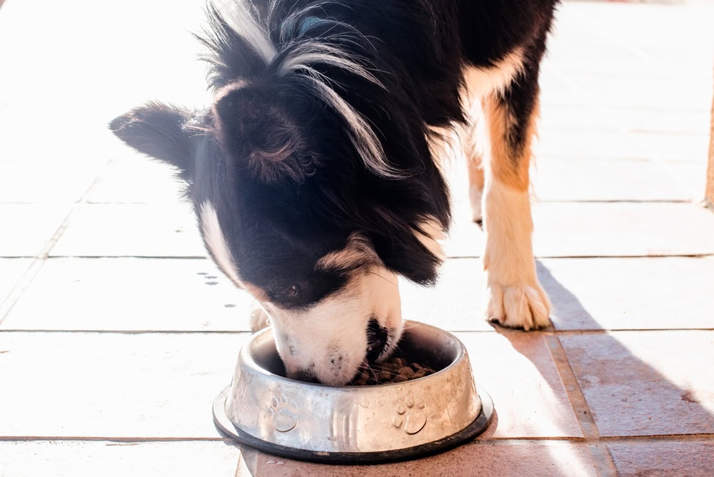 7 Best Foods for Border Collie Puppies – 2026 Reviews & Top Picks