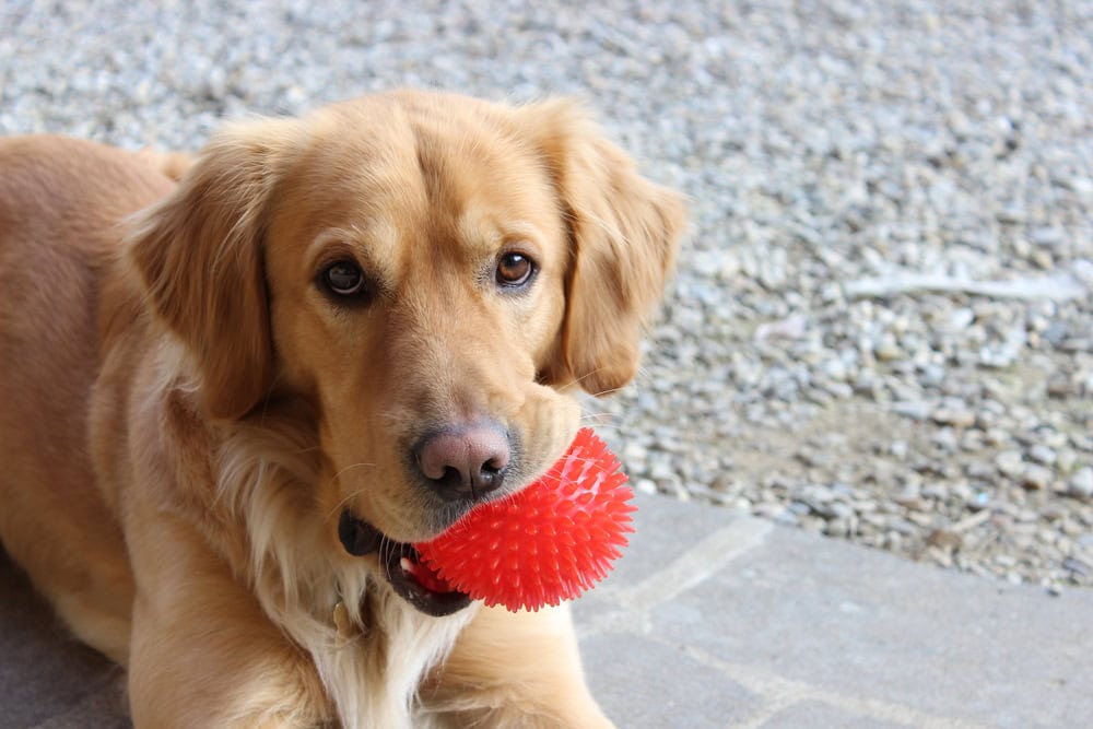7 Best Dog Toys for Big Dogs - 2026 Reviews & Top Picks