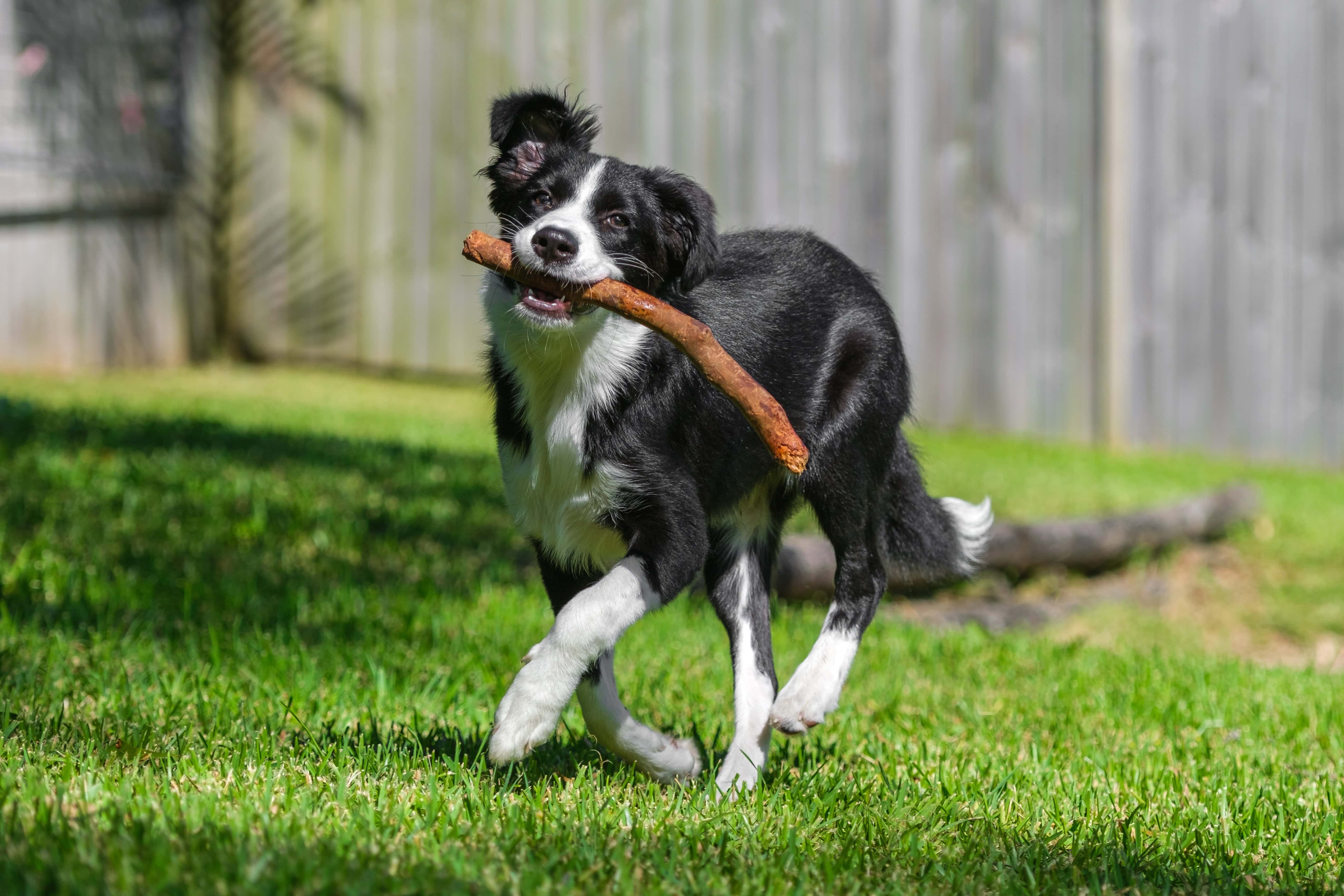 What’re Great Materials for a Dog Run Floor? 10 Awesome Options