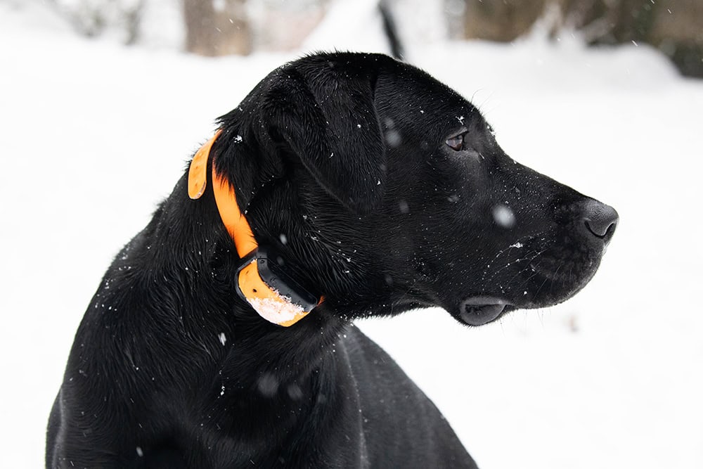 5 Best Bark Collars for Labs - 2026 Reviews & Top Picks