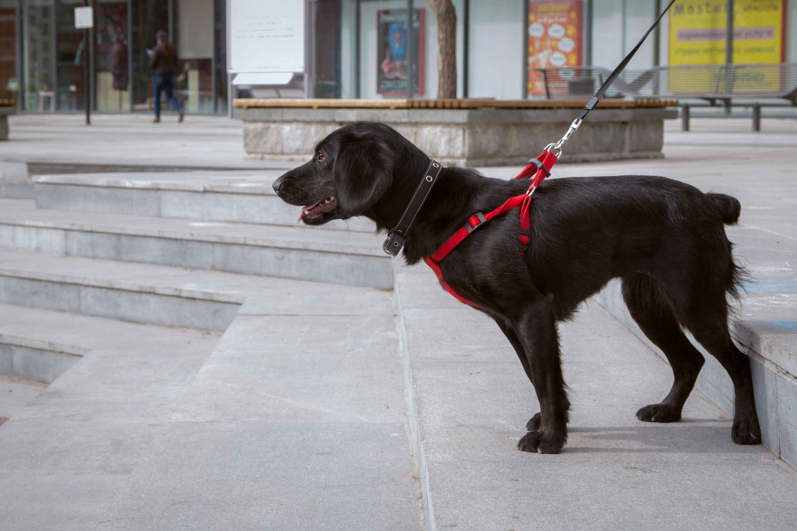 10 Best Step-In Dog Harness 2026 - Reviews & Top Picks