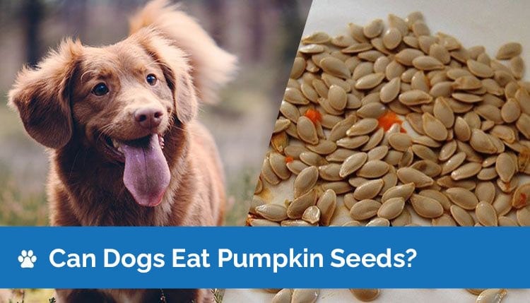 Can Dogs Have Pumpkin Seeds? Nutrition Facts & Safety Guide
