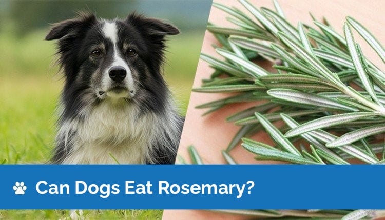 Can Dogs Eat Rosemary? Nutrition Facts & Suggestions