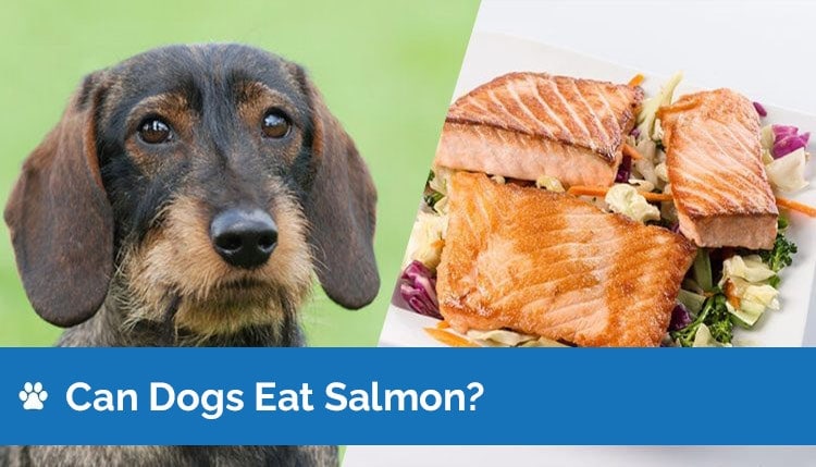 Can Dogs Eat Salmon? Vet Approved Nutrition Facts & Recommendations