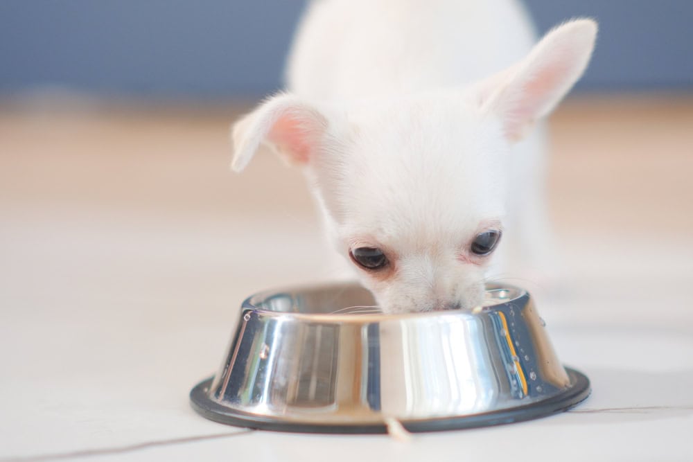 chihuahua puppy eats from a bowl