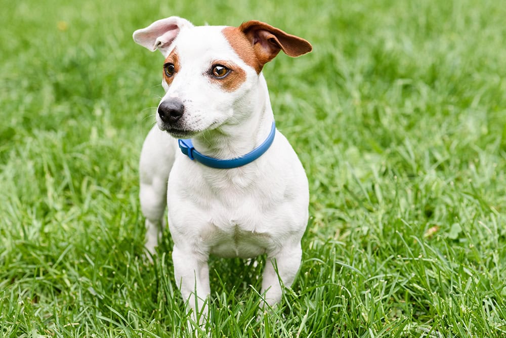 8 Best Flea Collars for Dogs - 2026 Top Picks & Reviews