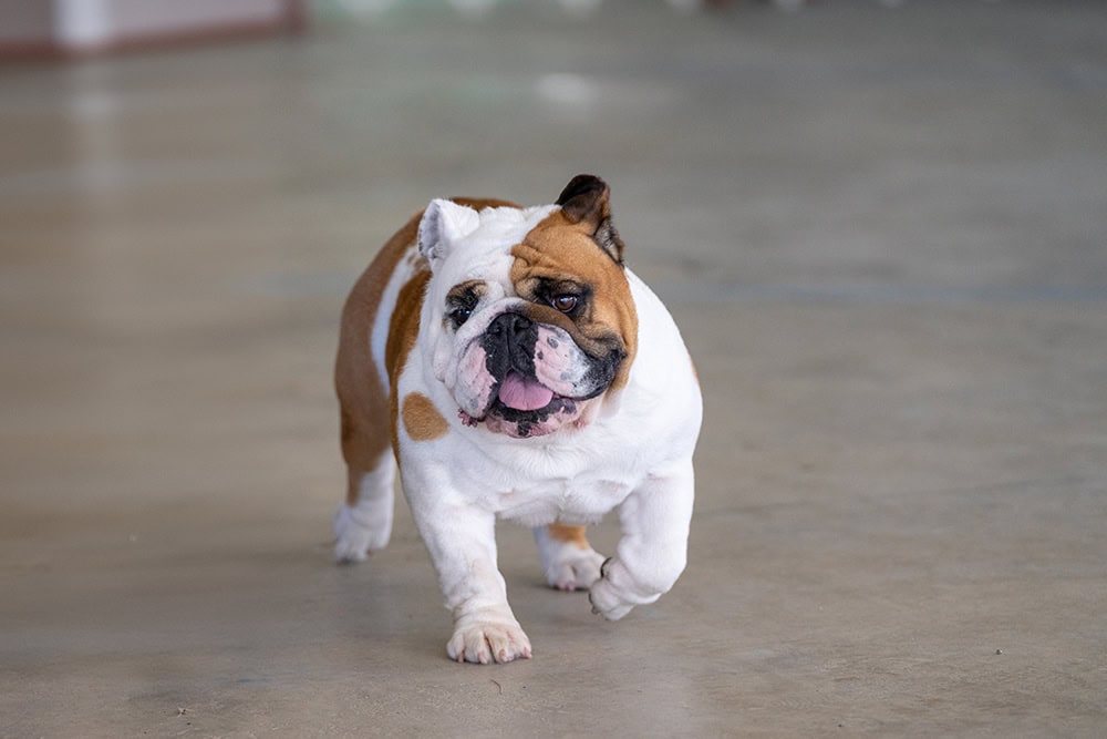 Why Does My Bulldog Stink? 8 Vet-Approved Reasons