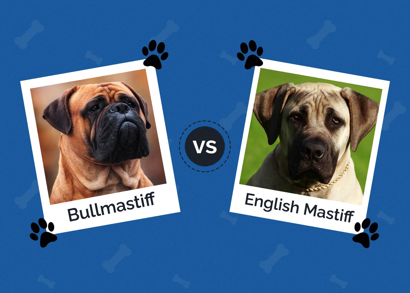 Bullmastiff vs. English Mastiff: The Differences (With Pictures)