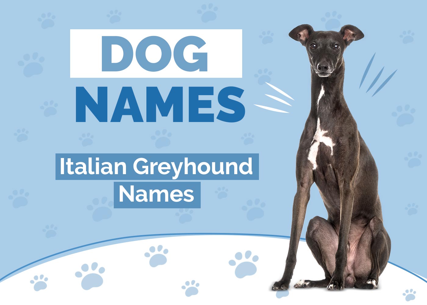100+ Italian Greyhound Names: Italian, Speedy & Sleek Ideas