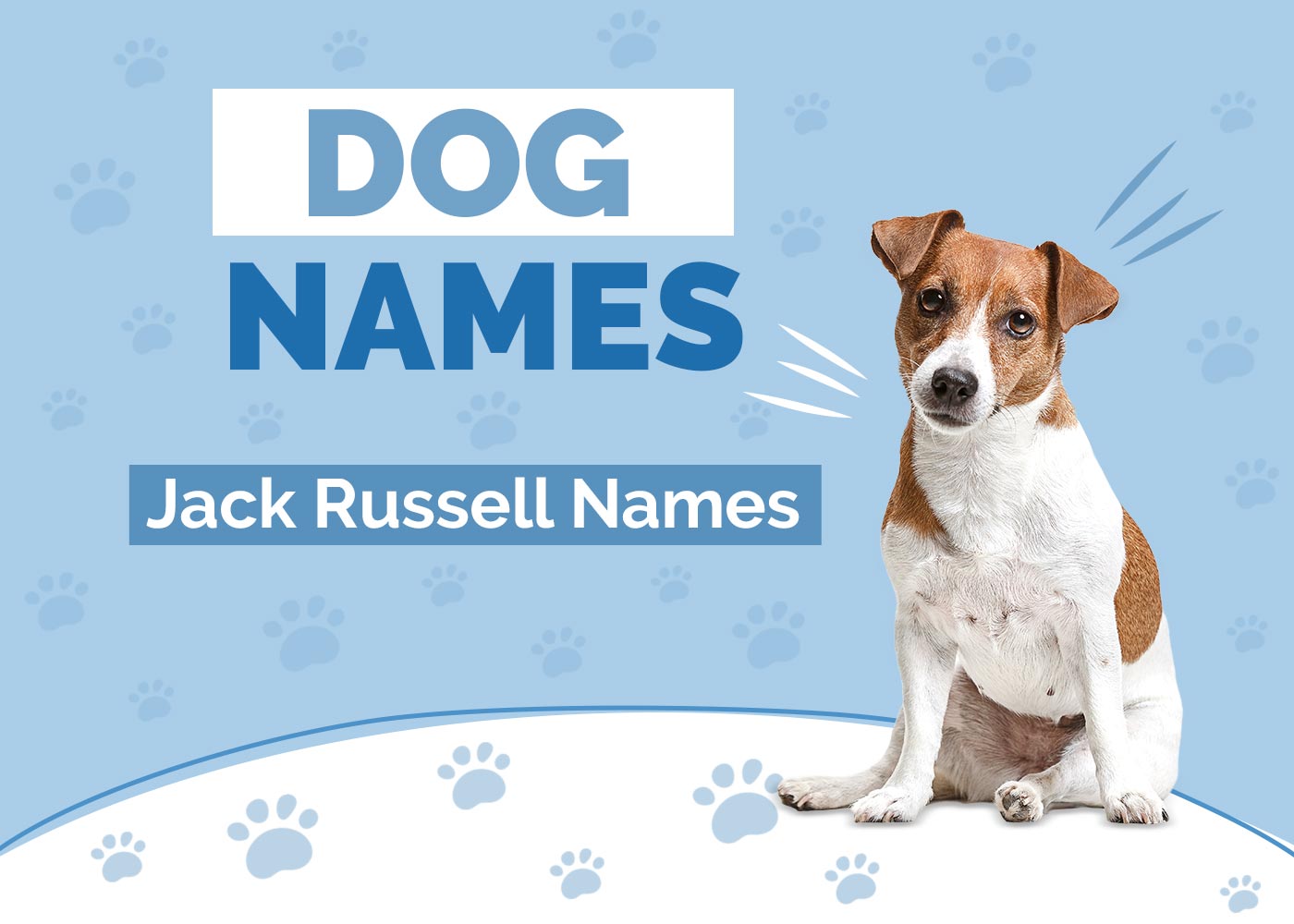100+ Jack Russell Names: Ideas for Adventurous & Excited Dogs