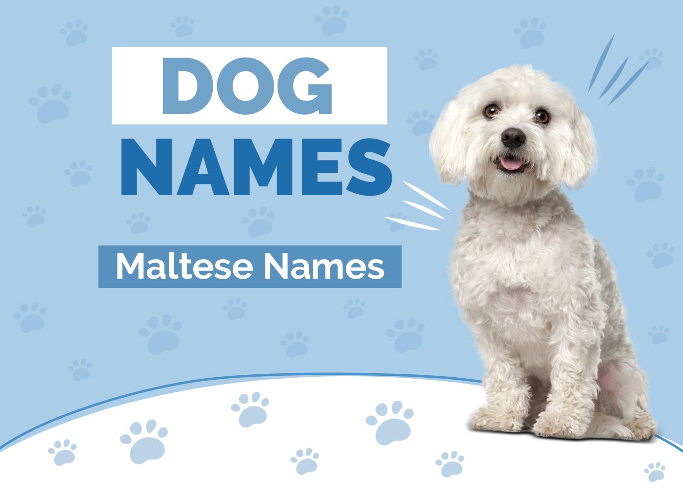 100+ Maltese Dog Names: Adorable Ideas for Playful & Cute Dogs