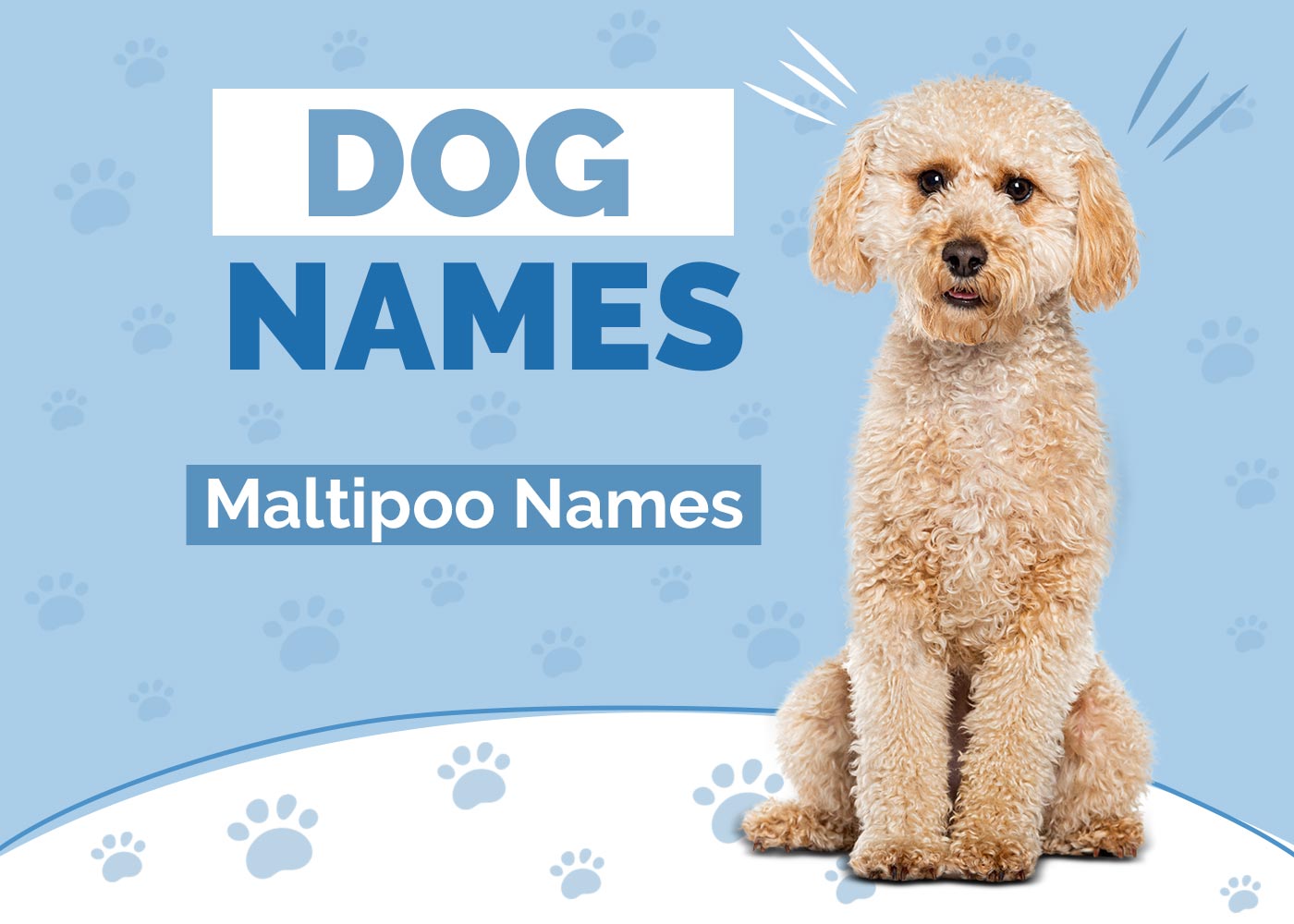 100+ Maltipoo Dog Names: Ideas for Sweet & Friendly Dogs