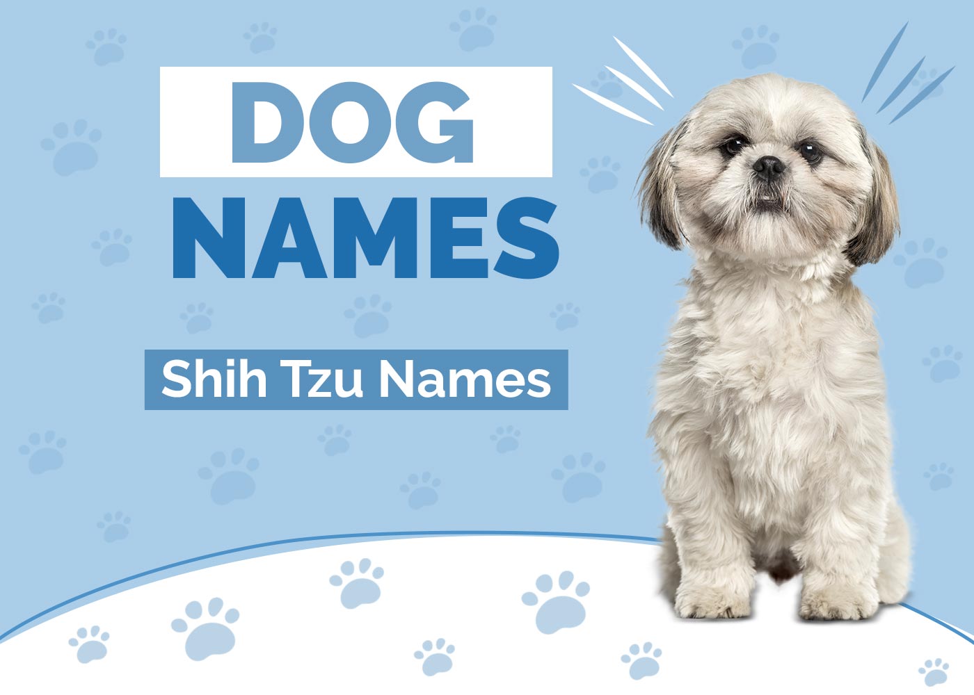 100+ Shih Tzu Dog Names: Adorable & Meaningful Ideas