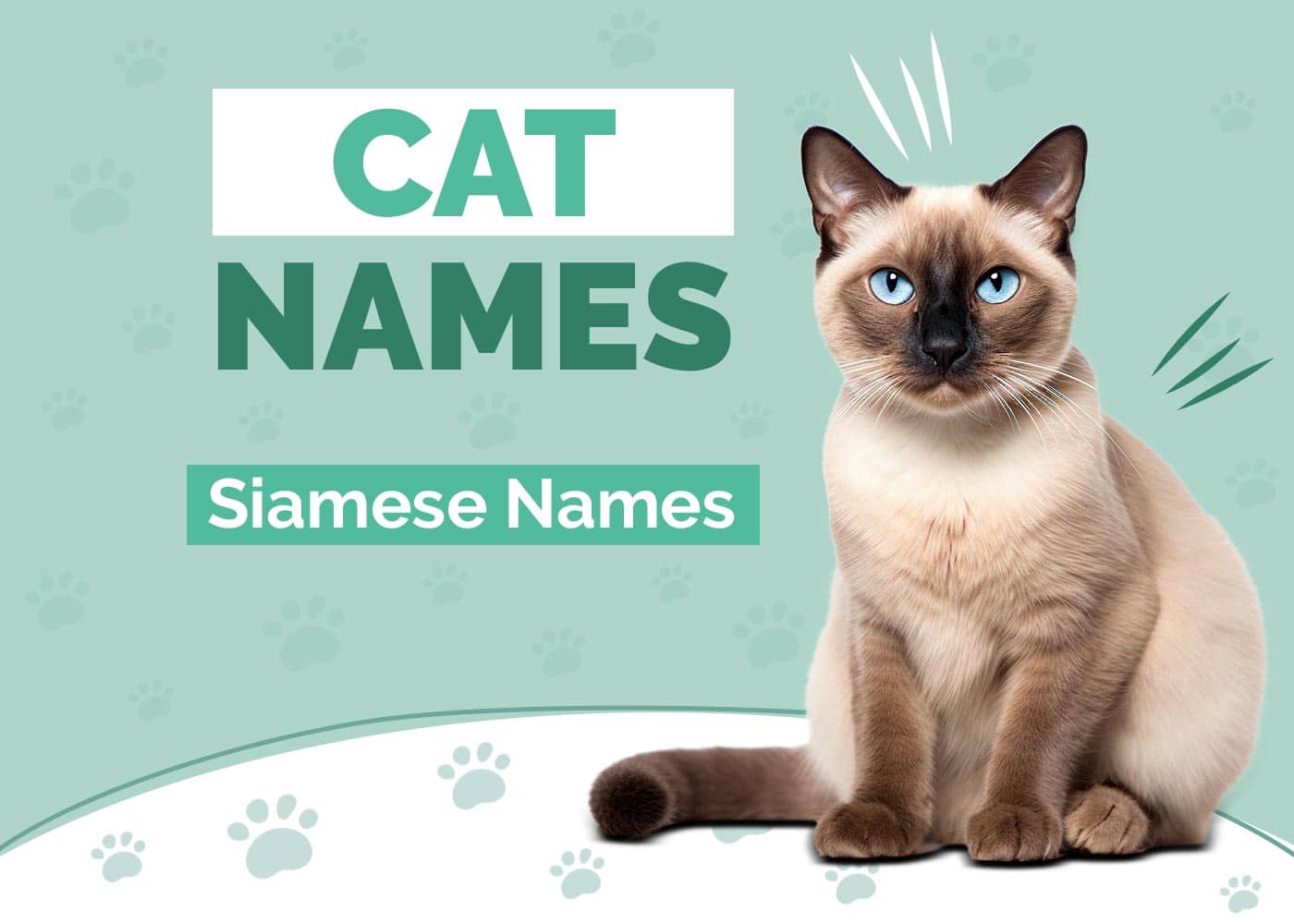 150+ Siamese Cat Names: Our Top Picks for Your Neat & Unique Cat