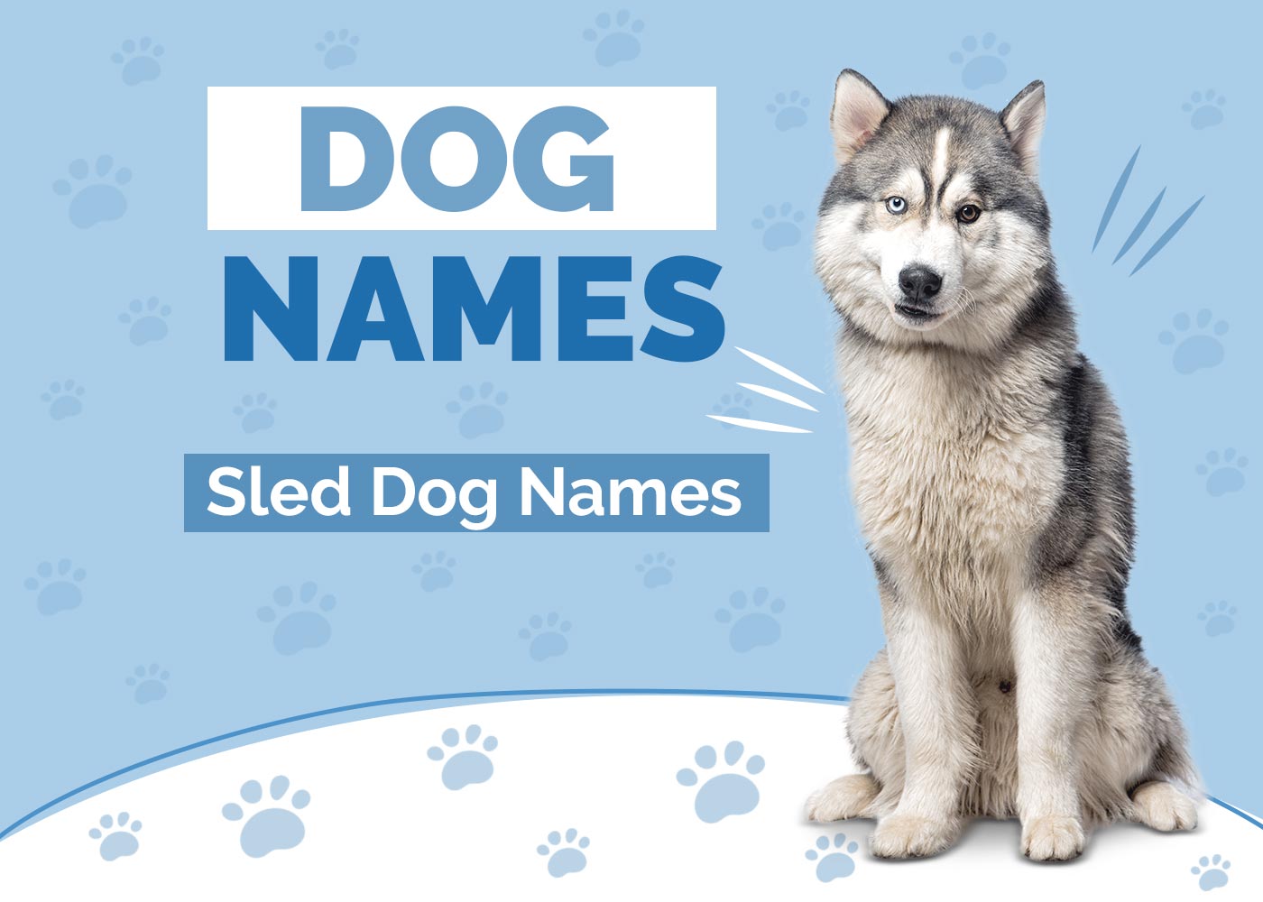 100+ Sled Dog Names: Gritty & Tough Ideas for Brave Dogs