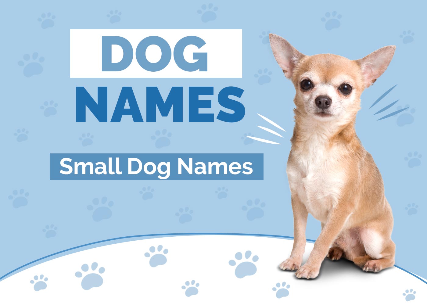 100+ Small Dog Names: Petite Ideas for Cute & Tiny Dogs