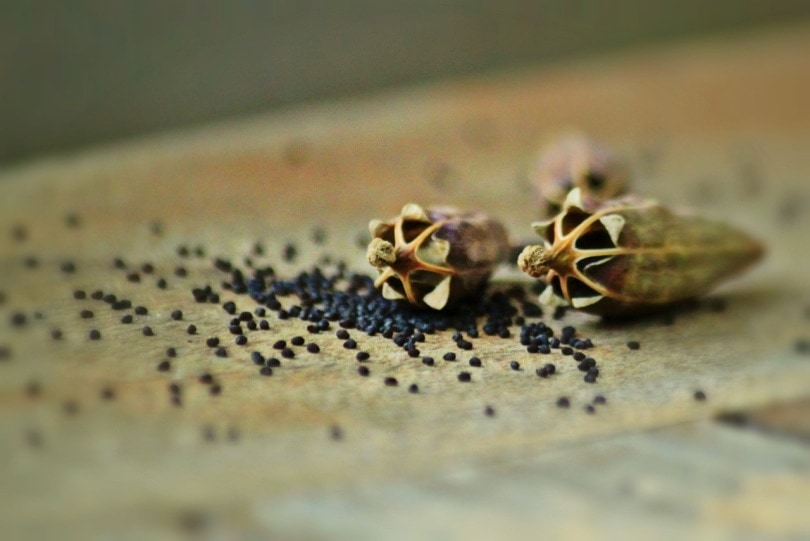Can Dogs Eat Poppy Seeds? Vet-Reviewed Facts & FAQ
