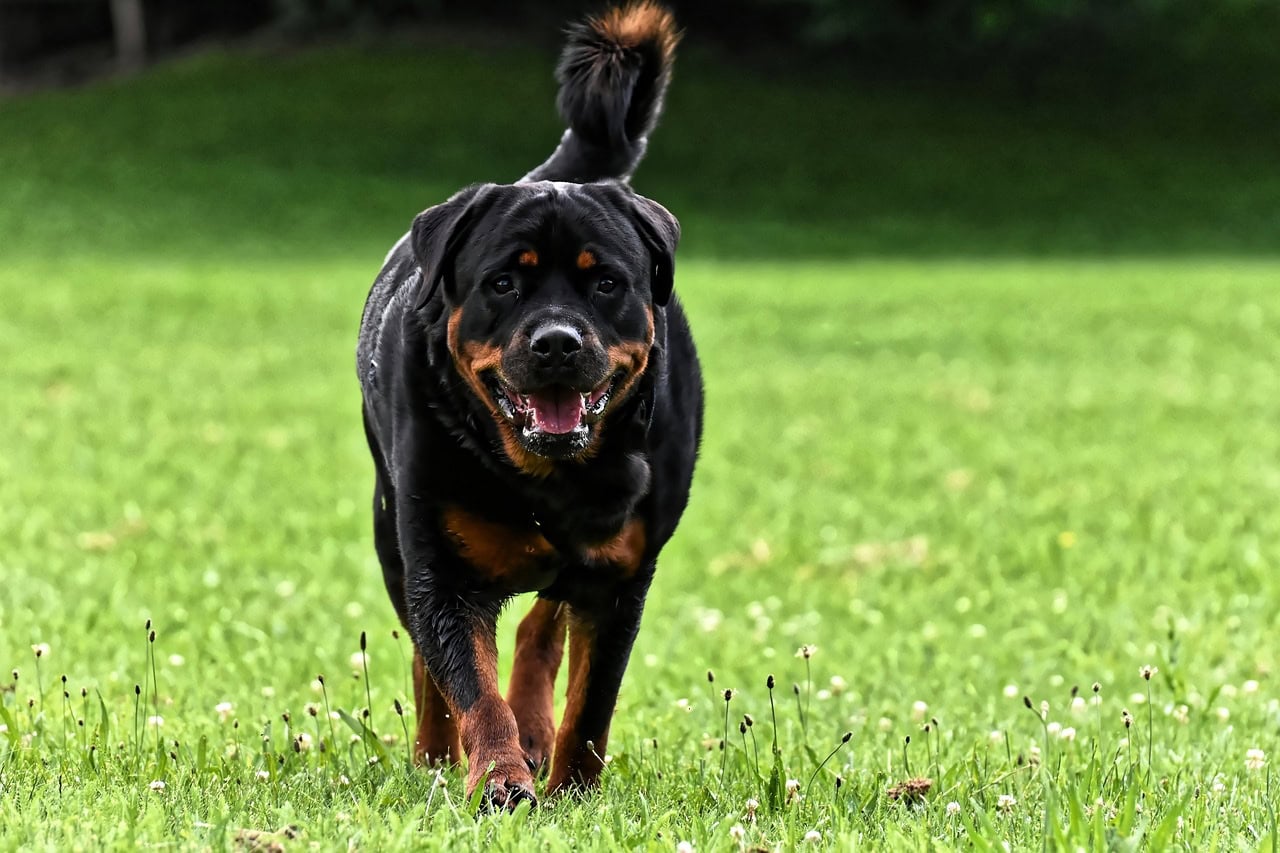 14 Dogs That Are Similar to Rottweilers (With Pictures)