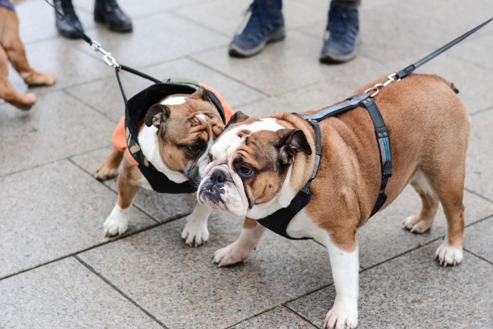 8 Best Harnesses for English Bulldogs in 2026 - Reviews & Top Picks