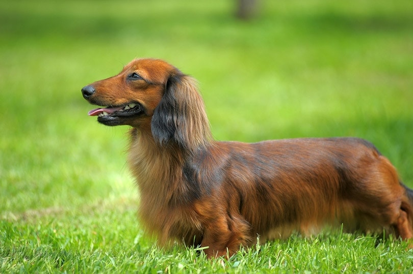 Long-Haired Dachshund: Pictures, Guide Info & More