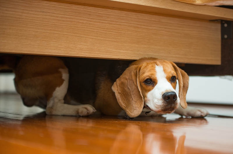 20 Dog Breeds Prone To Seizures: Vet Approved Info & Health Guide