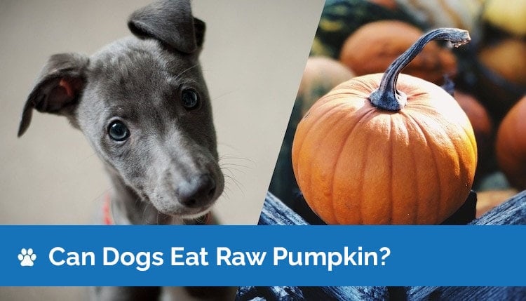 Can Dogs Eat Raw Pumpkin? What You Need to Know!