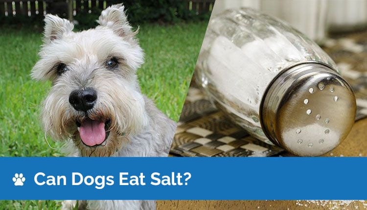 Can Dogs Eat Salt? Vet Approved Health & Safety Guide