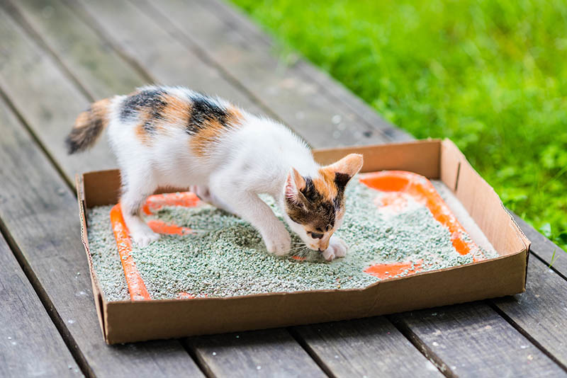 7 Best Disposable Litter Boxes - 2026 Reviews & Guide