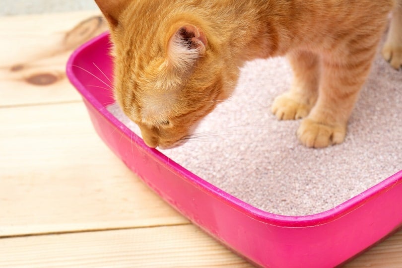 Pretty Litter Colors: What Do They Mean? (With Color Chart)