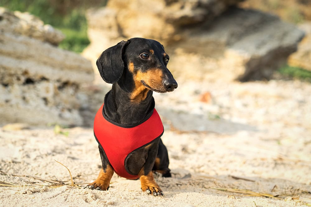 7 Best Dog Harnesses for Dachshunds in 2026: Reviews & Top Picks