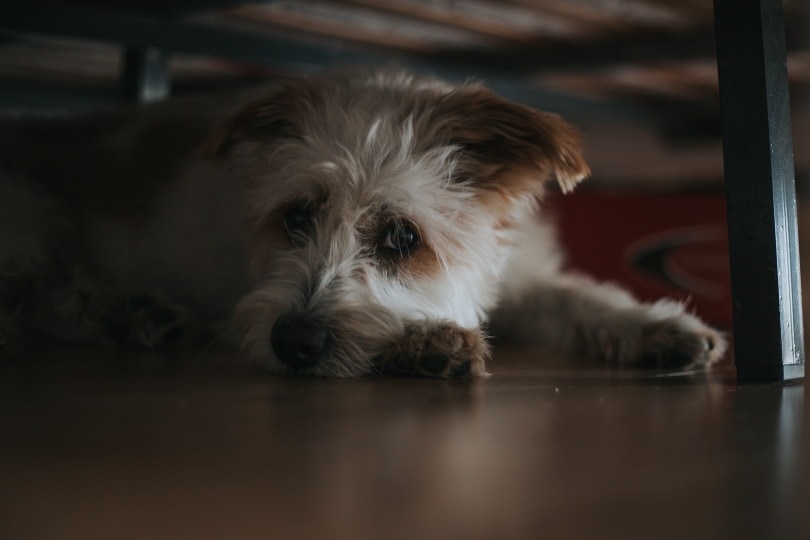 Why Does My Dog Hide Under the Bed? 5 Vet-Reviewed Possible Reasons & Tips