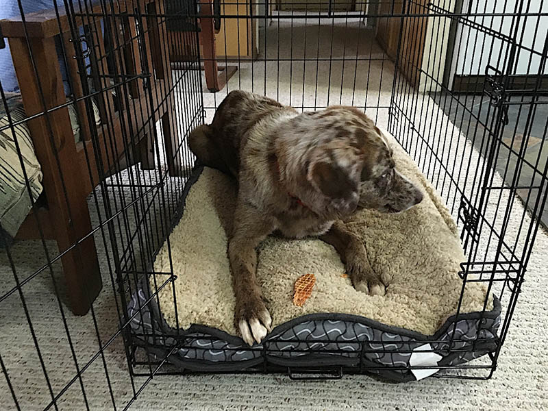 Plastic vs Wire Dog Crates: The Differences (With Pictures)