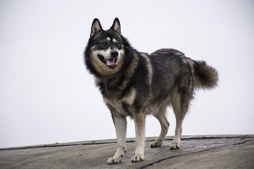 22 Mixed German Shepherd Breeds (With Info & Pictures)