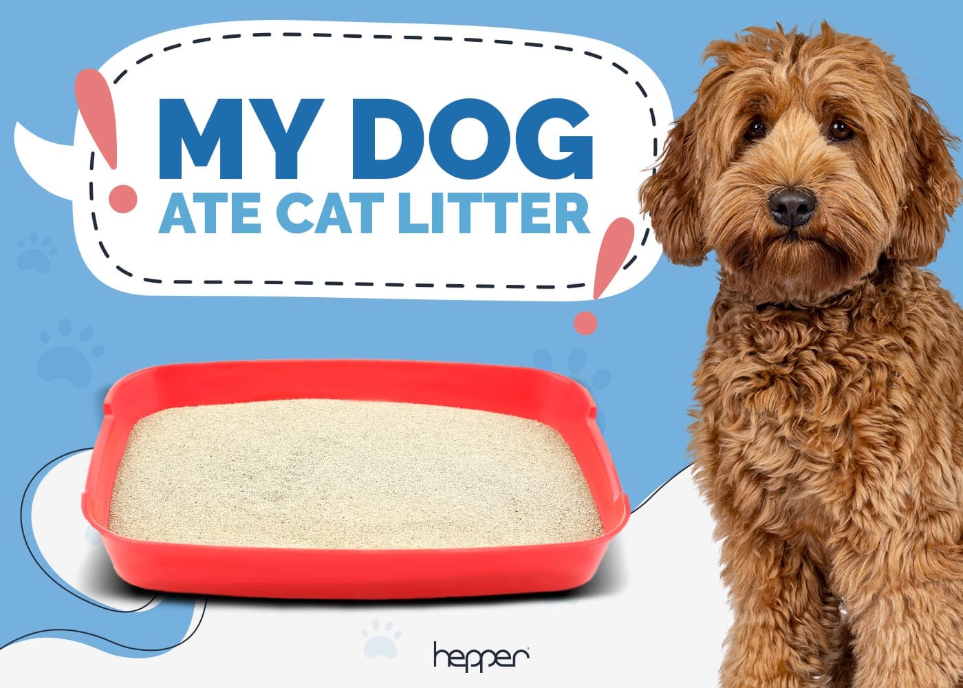 My Dog Ate Cat Litter! Our Vet Explains What To Do