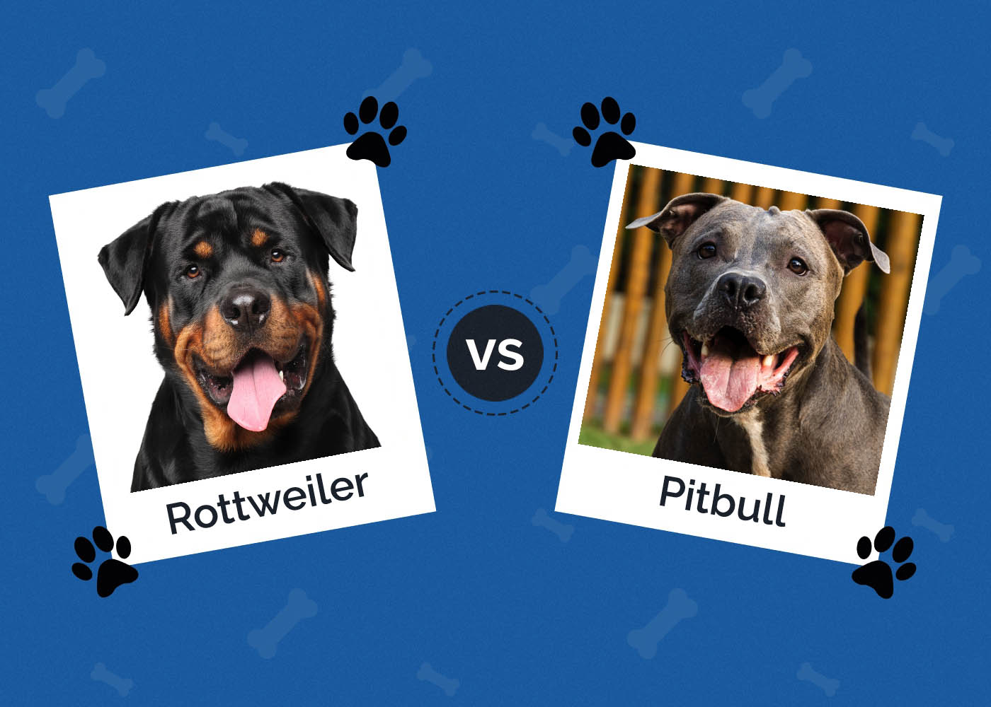 Rottweiler vs. Pitbull: Which Dog Breed Should You Choose?