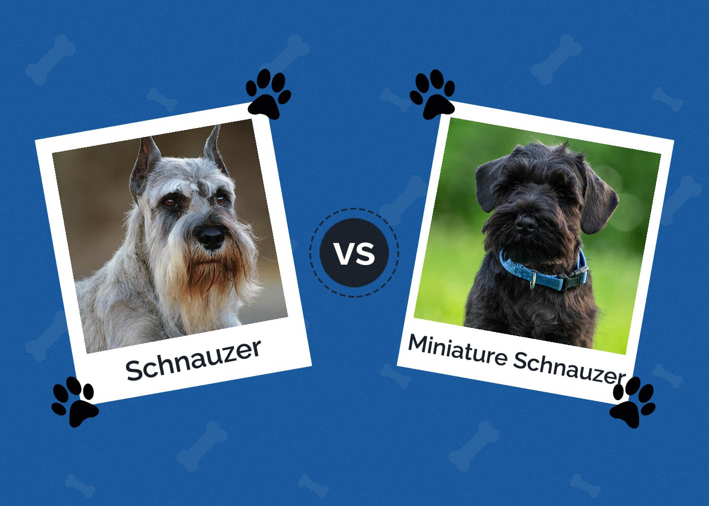 Schnauzer vs. Miniature Schnauzer: The Differences (With Pictures)