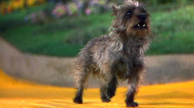 What Kind of Dog Was Toto from The Wizard of Oz? Facts & Breed Details