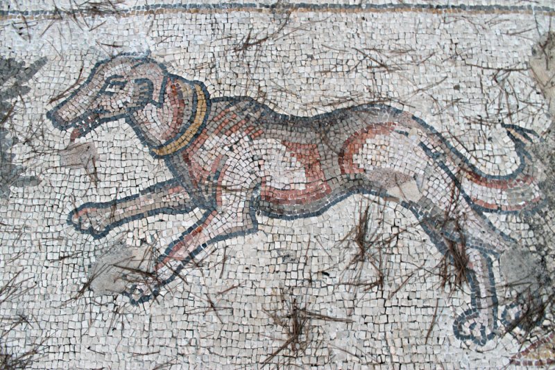 20 Extinct Dogs: Breeds That No Longer Exist (with Info & Illustrations)