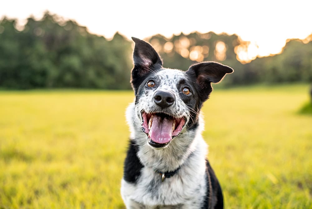 15 Border Collie Mixed Breeds (With Info & Pictures)