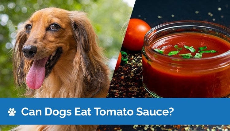 Can Dogs Eat Tomato Sauce? Nutrition Facts & FAQ