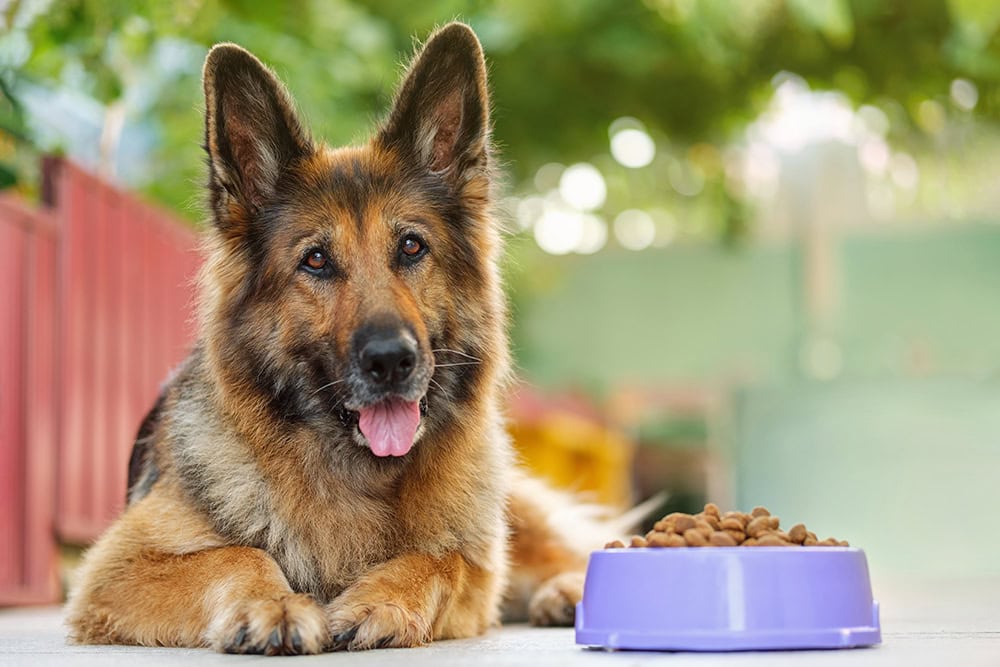 German Shepherd dog beside a bowl full of kibbles